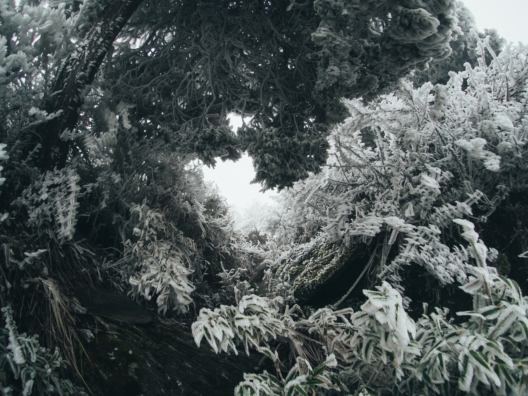 霧霾之上的最後淨土 合歡山國家森林遊樂區