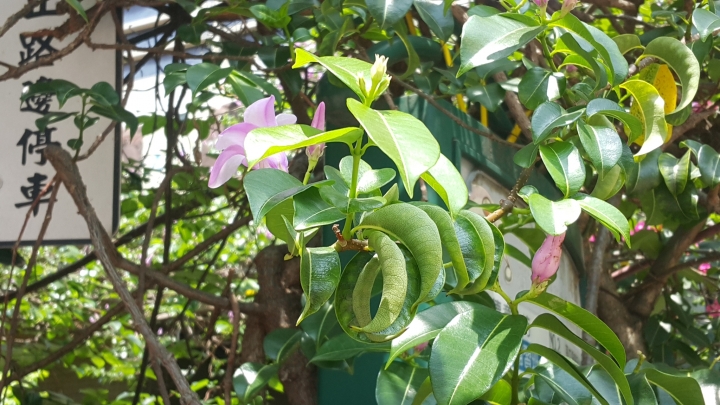 請教照片是什麼藤類植物