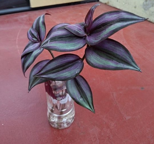 請教達人這是甚麼植物