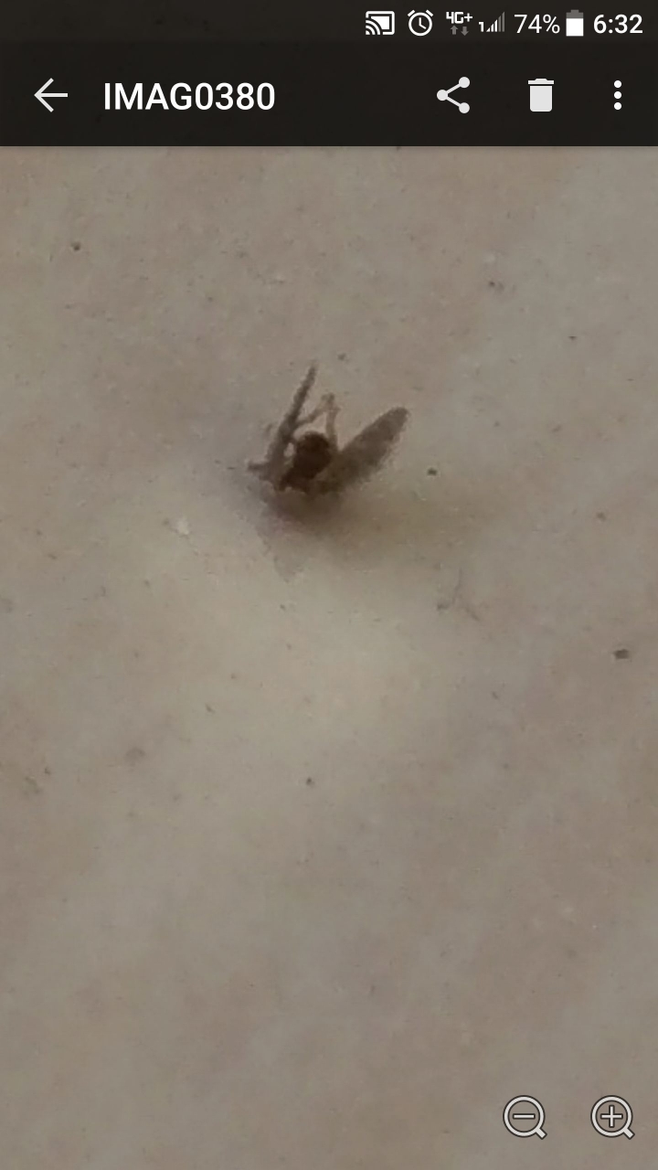 裝潢半年的新居出現大量小黑蟲