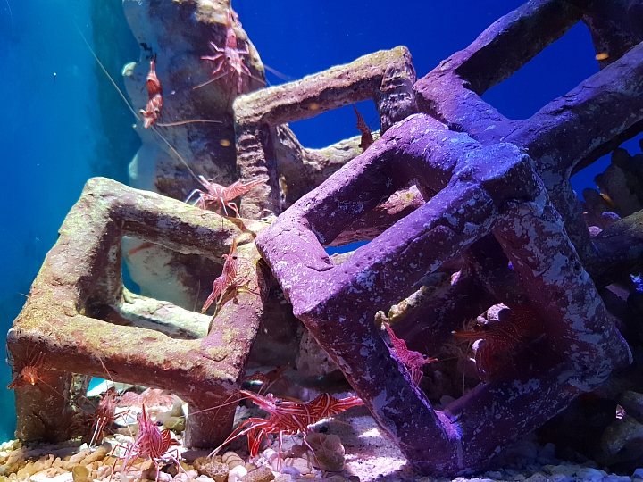 帶著Galaxy S9+ 旅遊及大量拍攝的體驗心得，文長，內含豐富多樣的照片(逆光、低光源、等等)、超慢動作及4K錄影影片