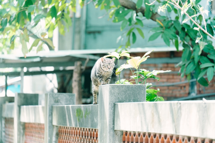 A7R2+Batis135mm 台北漫步