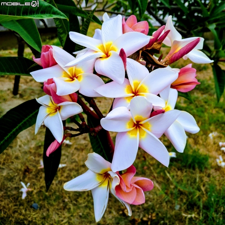 鳳凰花+緬梔花 台南市仁德區都會公園 05/05