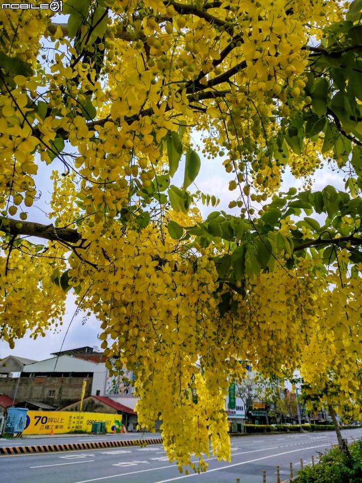 阿勃勒 台南仁德區中山路 05/13