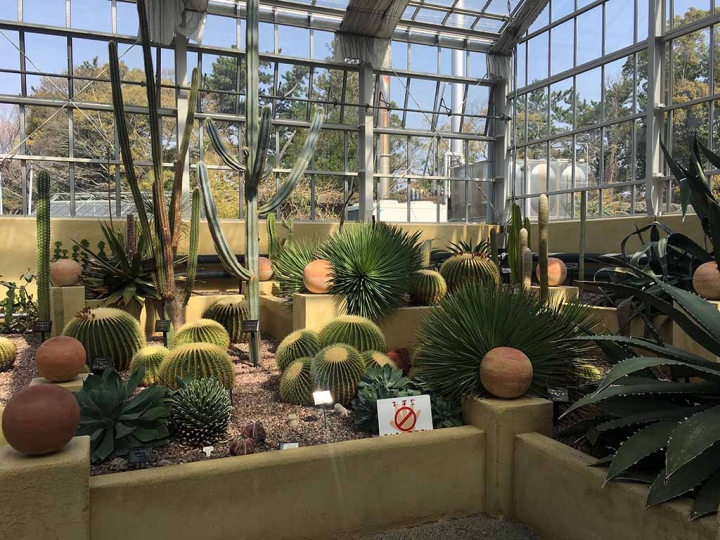 家族太平洋旅行社旅行之靜岡五日賞花團