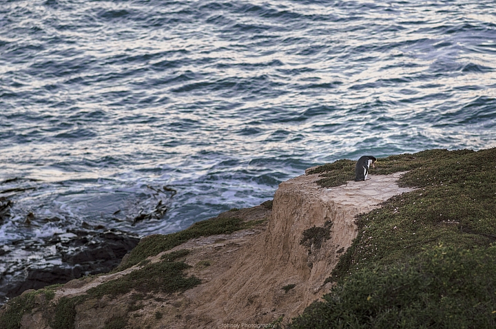 [Nikon D4 x 紐西蘭南島] [圖多] [有後製請注意]