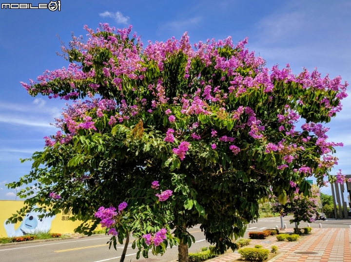 仙丹花+台灣海桐+大花紫薇 台南市南區灣裡活動中心 05/27