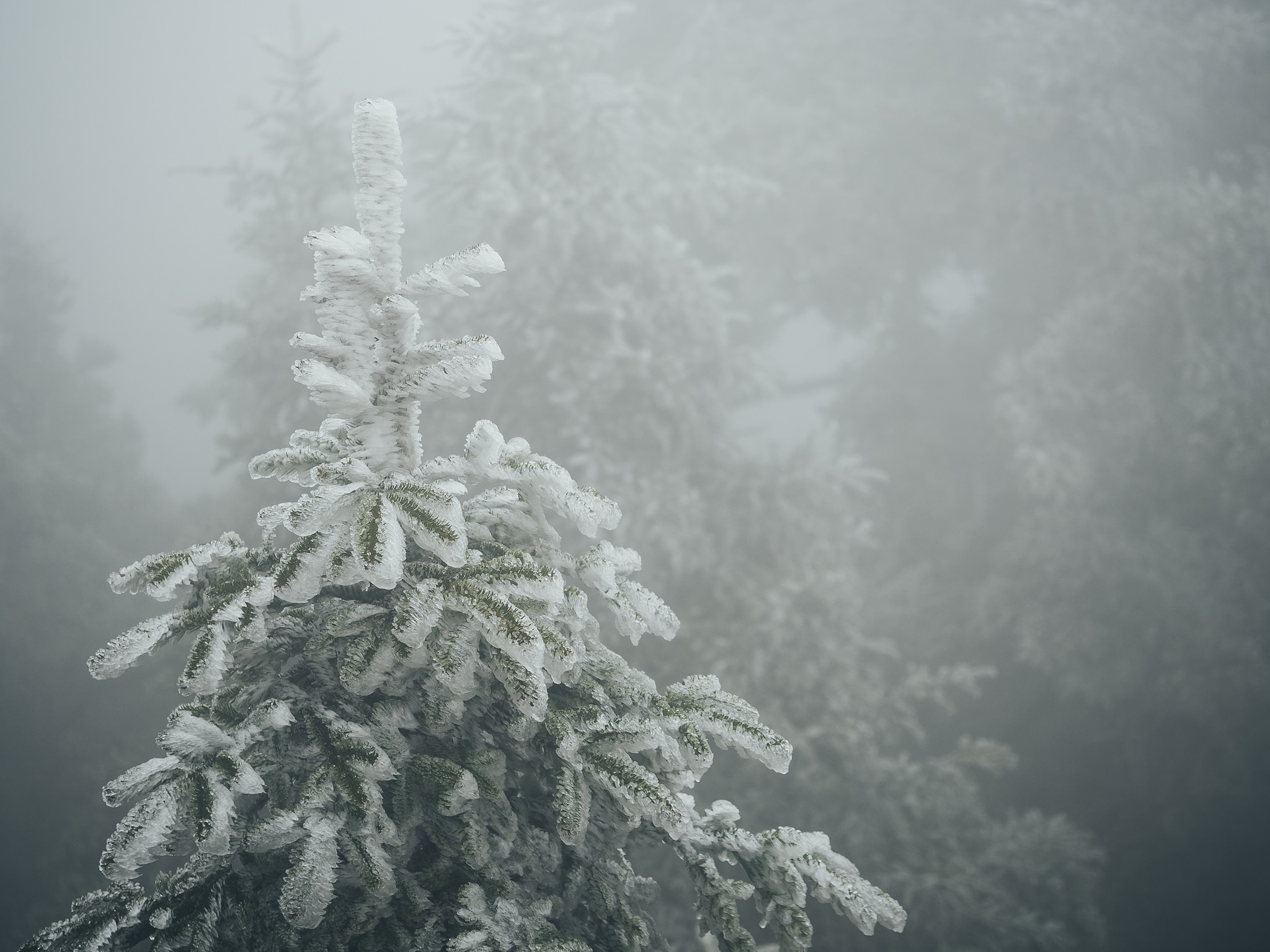 霧霾之上的最後淨土 合歡山國家森林遊樂區