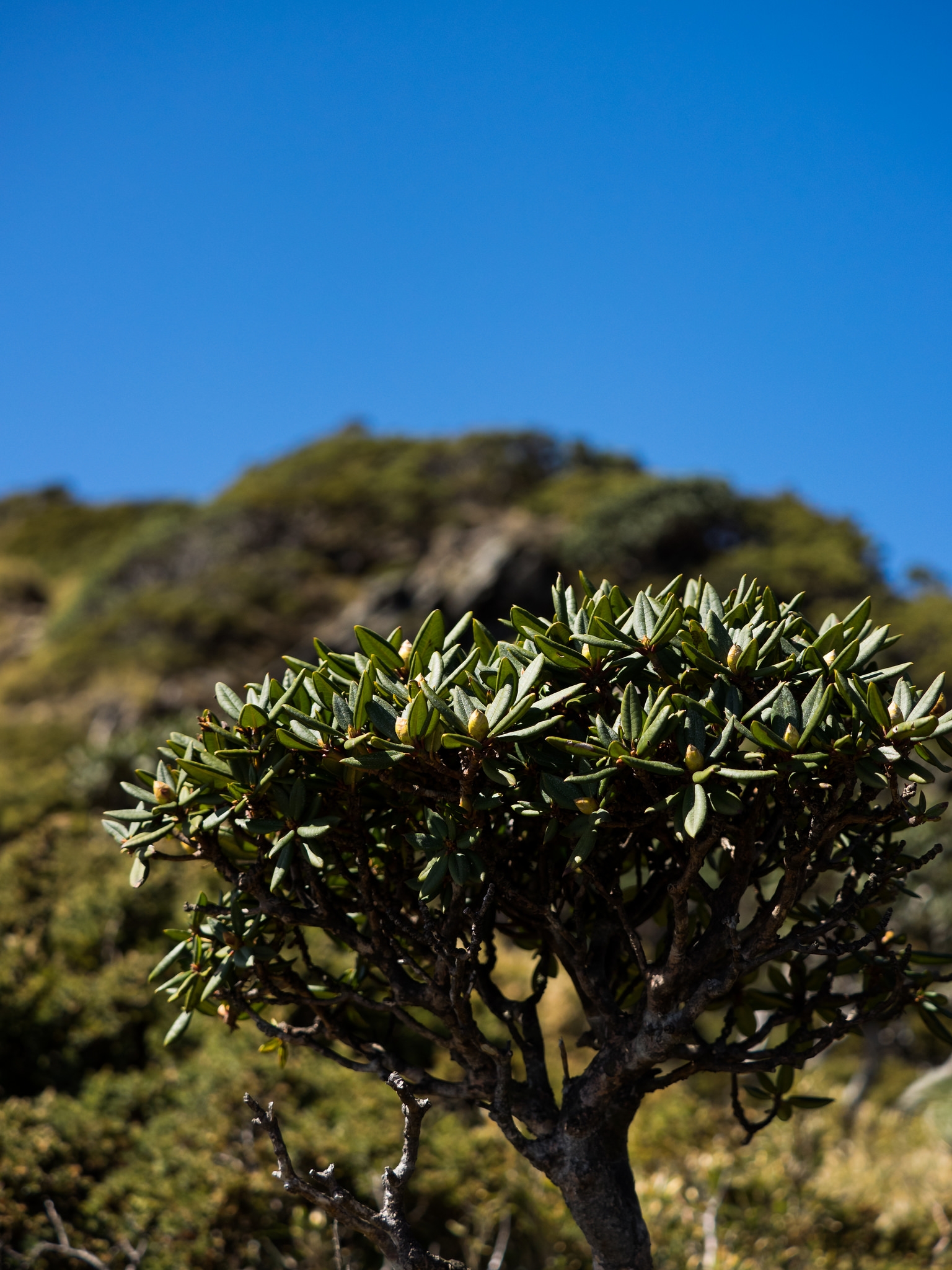 霧霾之上的最後淨土 合歡山國家森林遊樂區