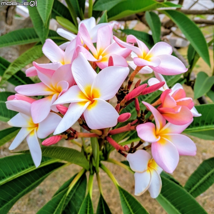鳳凰花+緬梔花 台南市仁德區都會公園 05/05