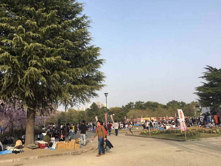 家族太平洋旅行社旅行之靜岡五日賞花團