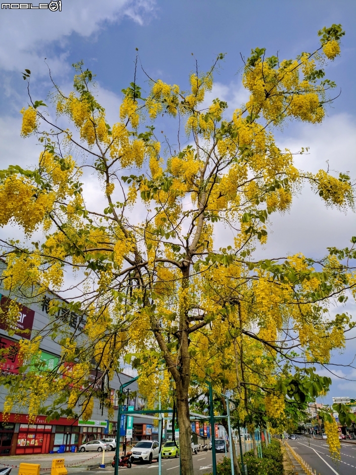 阿勃勒 台南仁德區中山路 05/13