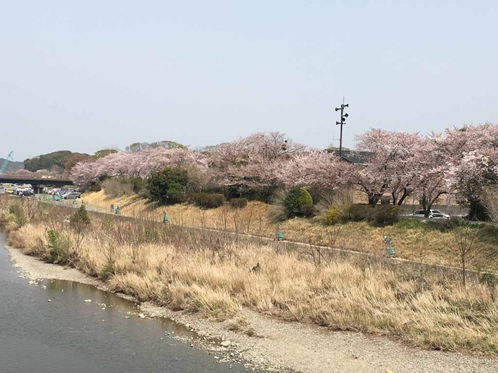 家族太平洋旅行社旅行之靜岡五日賞花團