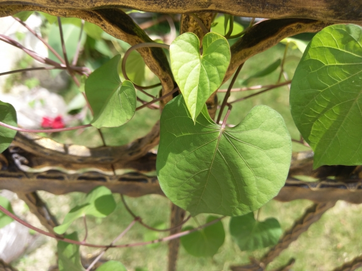 請問這是什麼植物