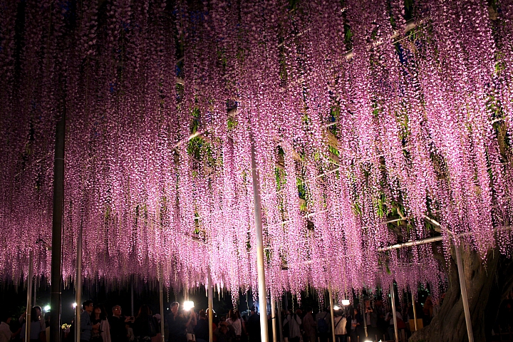 夜間打燈更夢幻！來足利花卉公園賞夜藤！