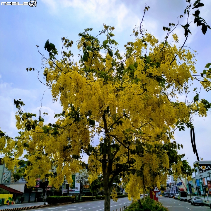 阿勃勒 台南仁德區中山路 05/13