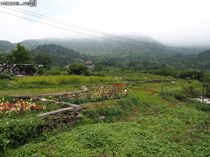 臺北市 北投區 2018竹子湖海芋季 -- 上火山，賞海芋去!!