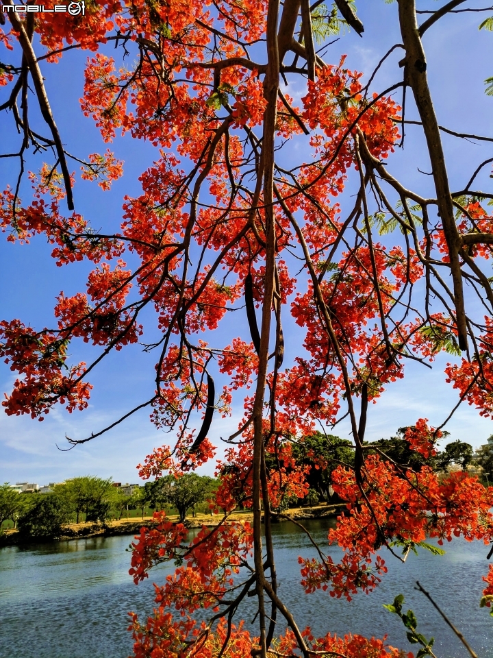 鳳凰花 台南市安平區安平運河公園 05/06