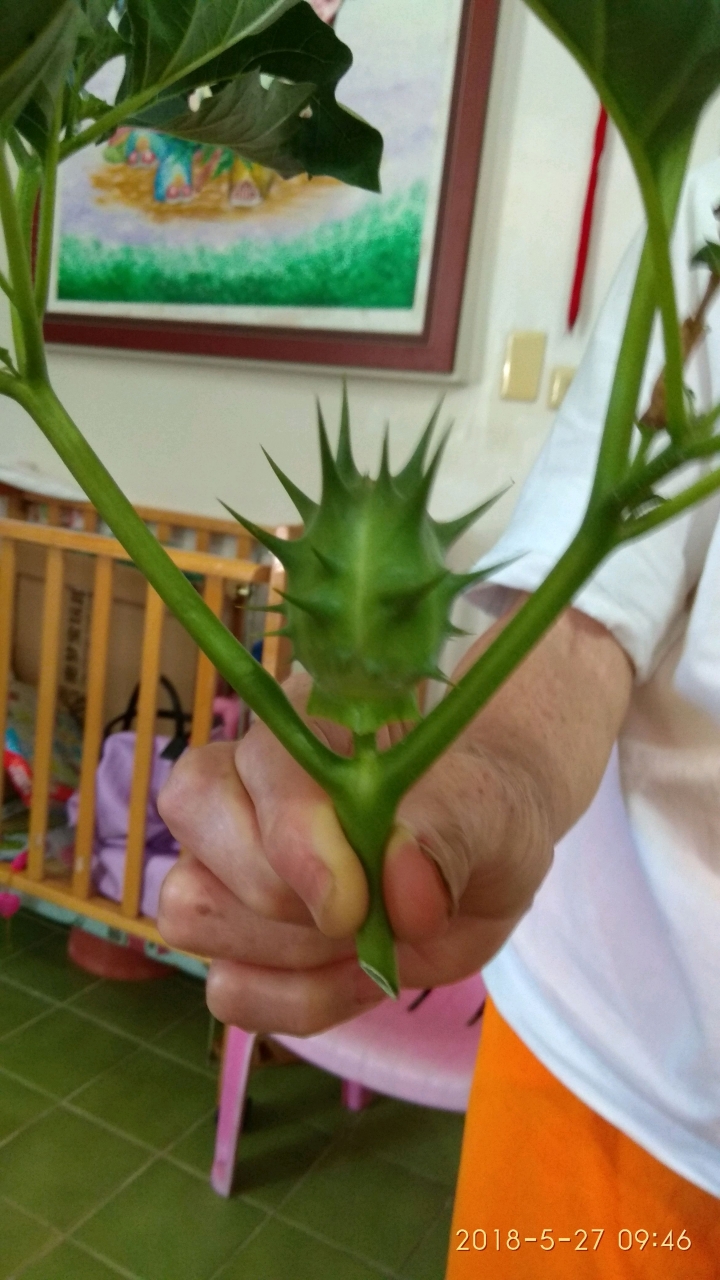 請教這種植物的名稱