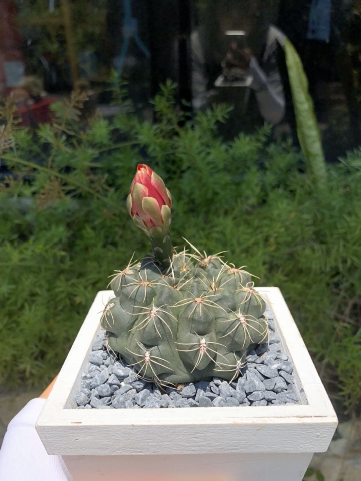 我的仙人掌