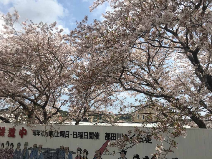 家族太平洋旅行社旅行之靜岡五日賞花團