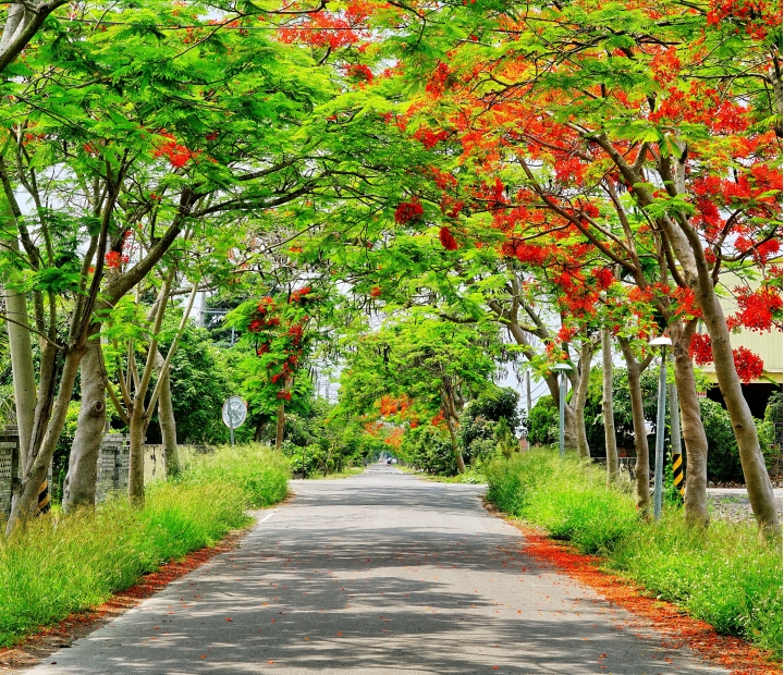 彰化鳳凰木隧道