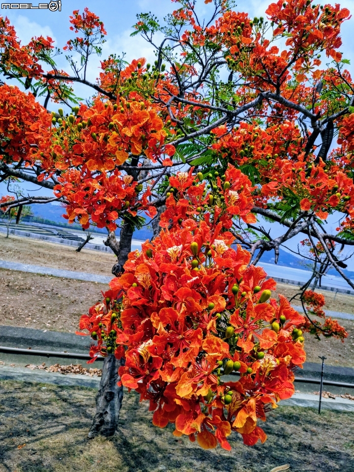 鳳凰花 高雄市燕巢區阿公店水庫 05/05