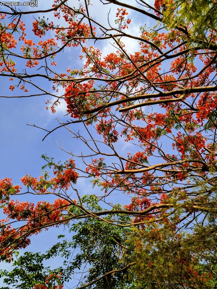 鳳凰花+緬梔花 台南市仁德區都會公園 05/05