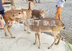 【食記*台北】老闆的秘密算命術&寵物友善&洗衣服&做蛋糕&乾燥花&喝咖啡全部都要「穿越九千公里交給你」!!