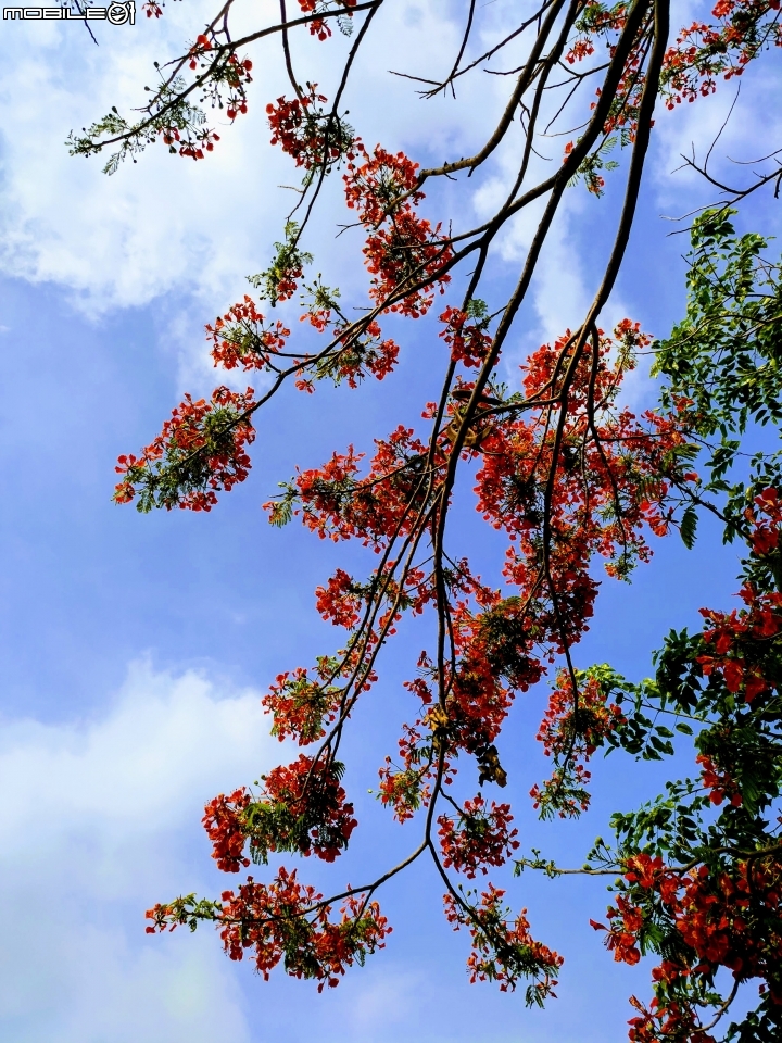 鳳凰花+緬梔花 台南市仁德區都會公園 05/05