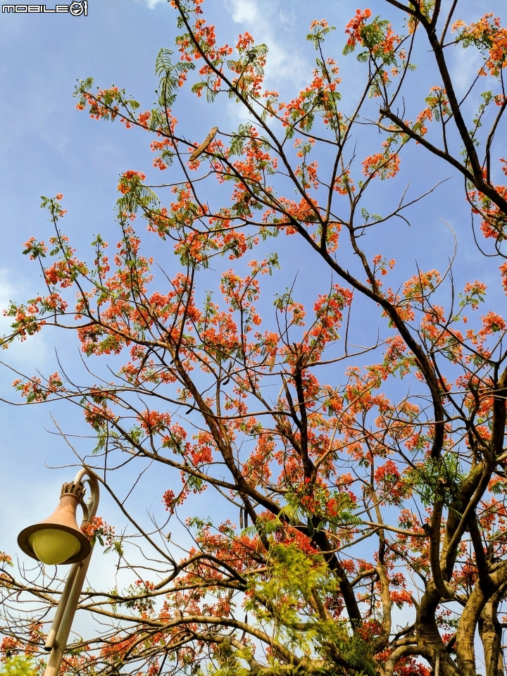 鳳凰花+緬梔花 台南市仁德區都會公園 05/05