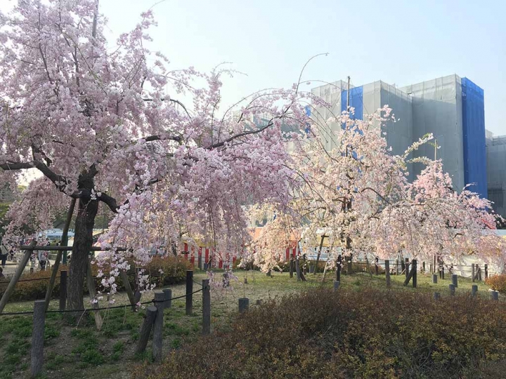 家族太平洋旅行社旅行之靜岡五日賞花團