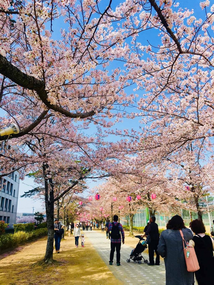 家族太平洋旅行社旅行之靜岡五日賞花團