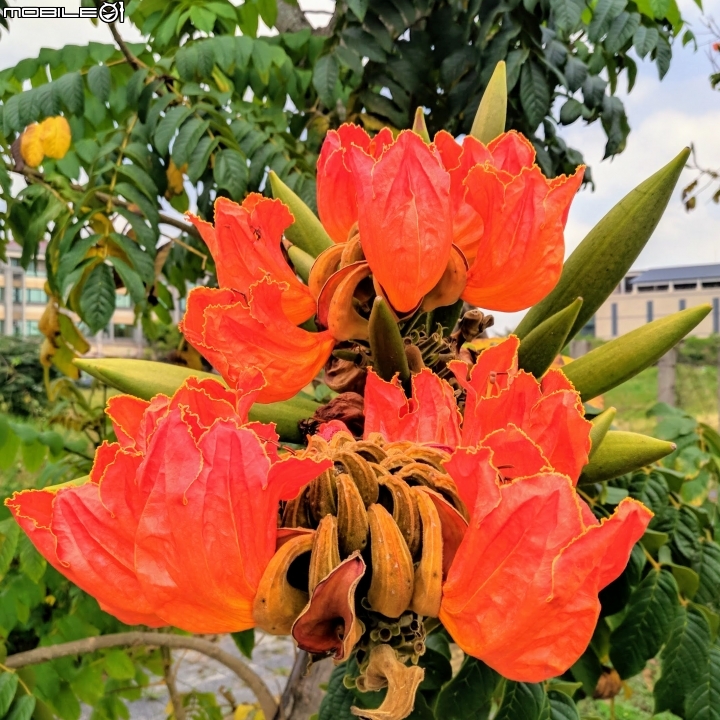 火焰木 台南歸仁區高鐵十路 05/13