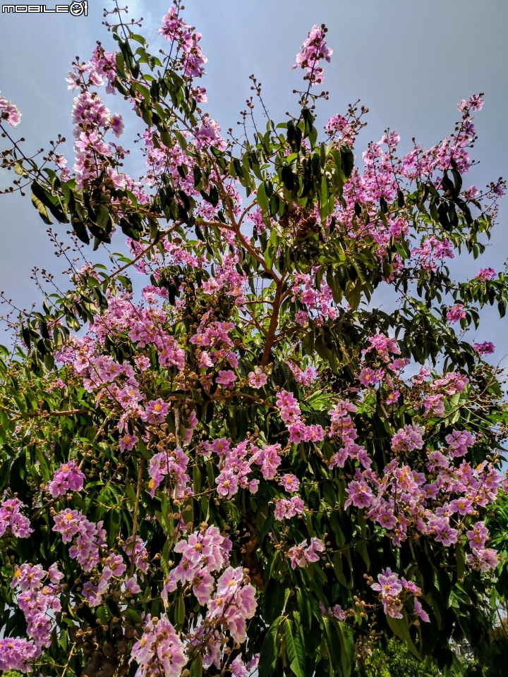 大花紫薇 高雄市岡山河堤公園 05/01