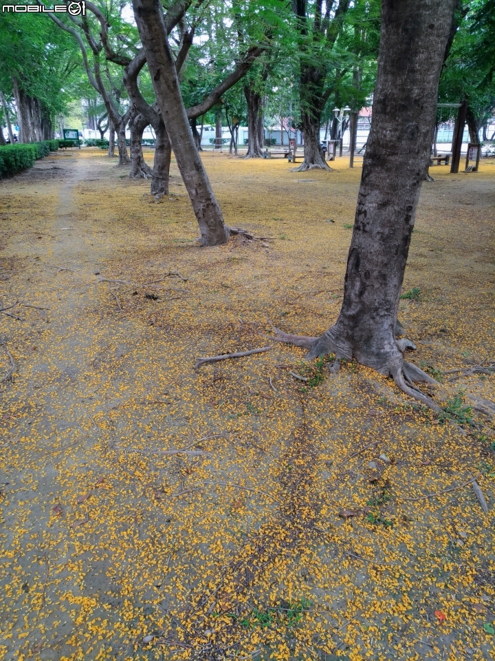 印度紫檀 台南市東區東寧運動公園 05/12