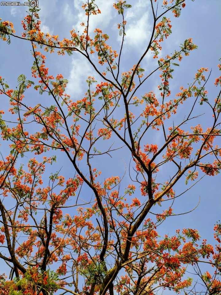 鳳凰花+緬梔花 台南市仁德區都會公園 05/05