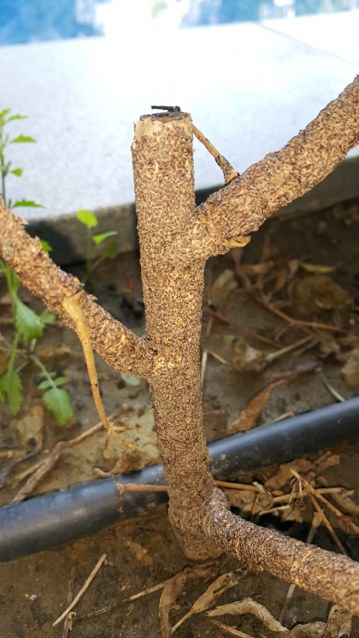 請問鵝掌藤的生長問題