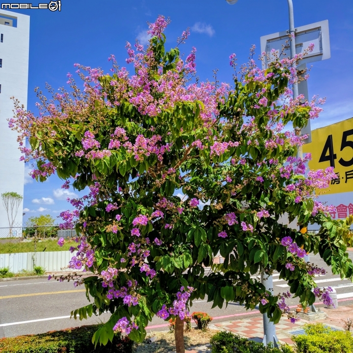 仙丹花+台灣海桐+大花紫薇 台南市南區灣裡活動中心 05/27