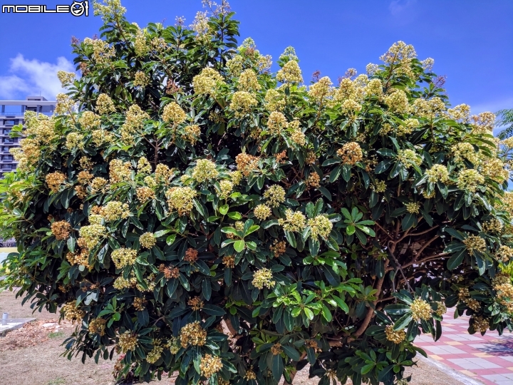 仙丹花+台灣海桐+大花紫薇 台南市南區灣裡活動中心 05/27