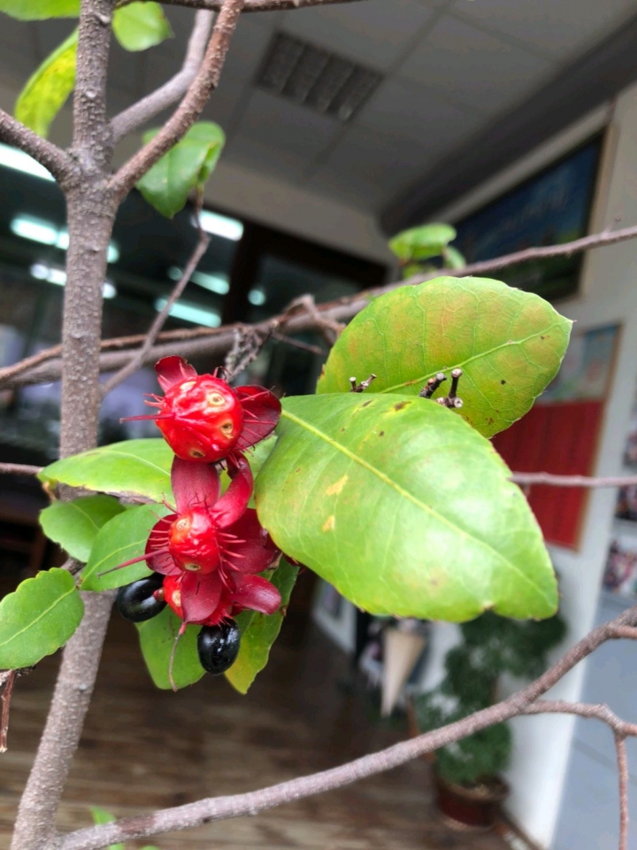 請問這種植物叫什麼?