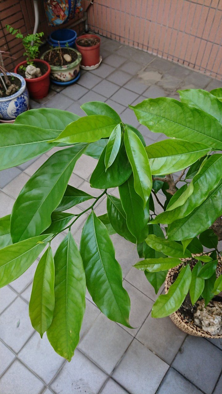 這是鷹爪花嗎？可我從不看過它開花