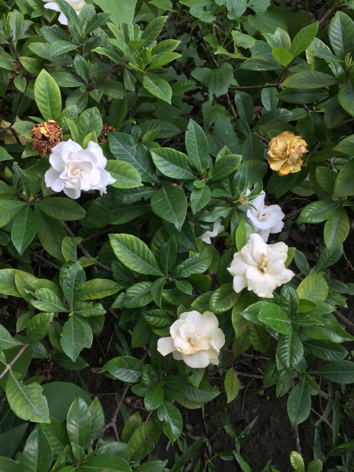 請問這是茉莉花嗎？