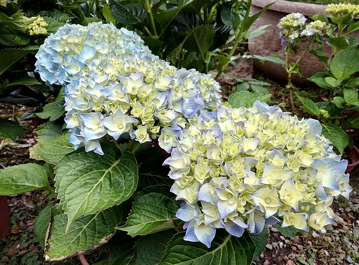 大家有沒有去看繡球花 ?