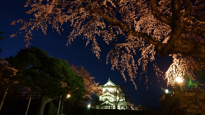 日本青森縣弘前城櫻花絕景