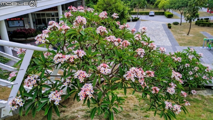 鳳凰花+緬梔花 台南市仁德區都會公園 05/05
