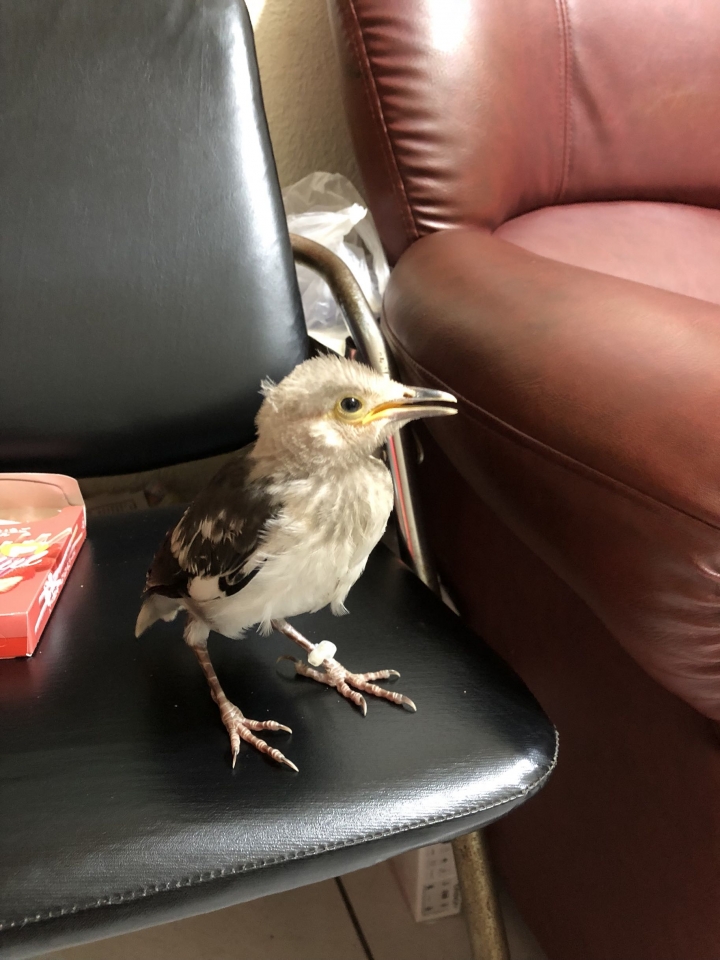 請問這是什麼鳥？