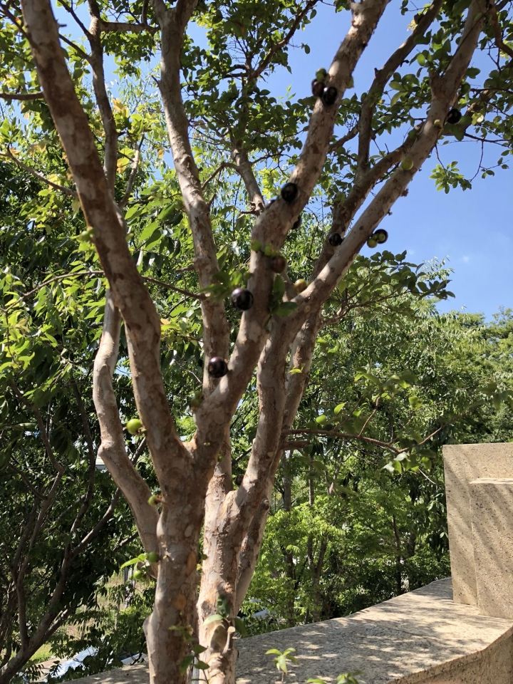 這樣的樹葡萄正常嗎？