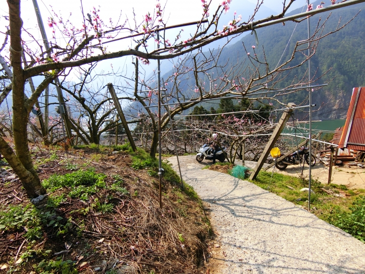 尋訪新佳陽吊橋陡下兩百公尺，路徑1.3公里16彎的燒引擎之旅！