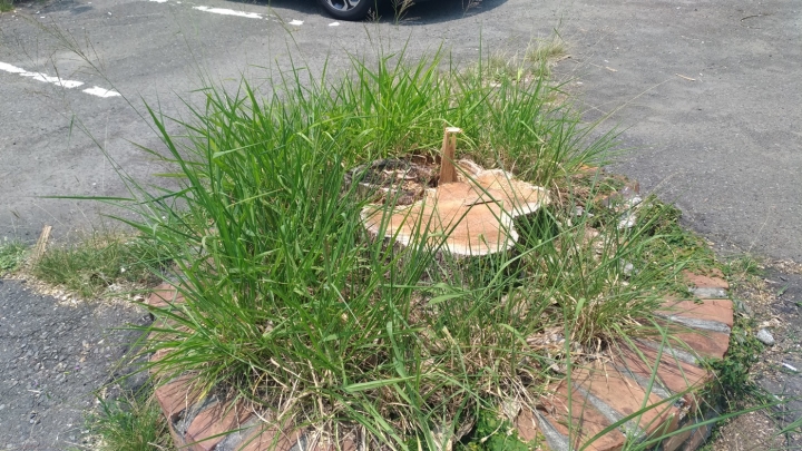 月眉糖廠，請問對你們家門口的樹有那麼大的怨恨嗎~~